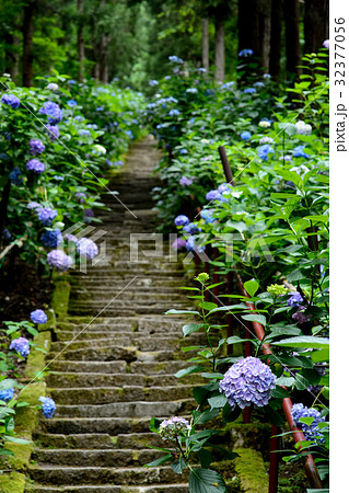 紫陽花参道 山形県 紫陽花参道 山形県 32377056