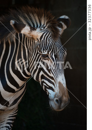 Close-up of Grevy zebra with drooping head 32377336