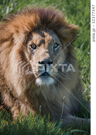 Close-up of male lion looking at camera Close-up of male lion looking at camera 32377347