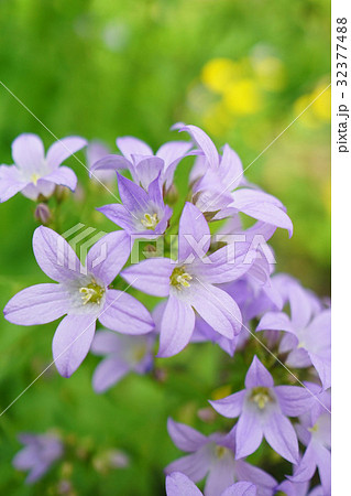 薄紫色が美しいカンパニュラ ラクチフローラの写真素材