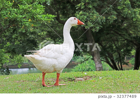 水鳥 みず鳥 水辺の鳥 32377489