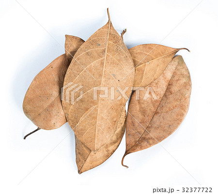 dried leaf dried leaf 32377722
