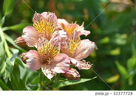 アルストロメリア（百合水仙） 32377728