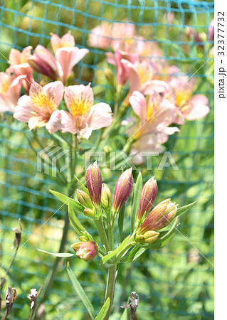 アルストロメリア（百合水仙） 32377732