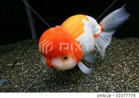 なかがわ水遊園の金魚　らんちゅう 32377778