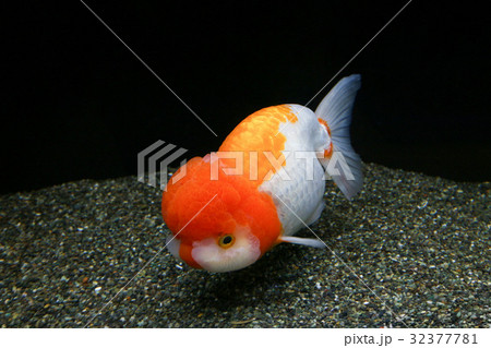 なかがわ水遊園の金魚　らんちゅう 32377781