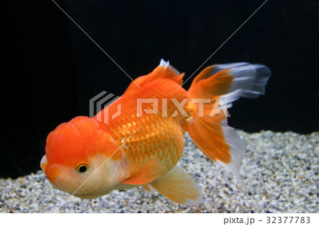 なかがわ水遊園の金魚　日本オランダ 32377783