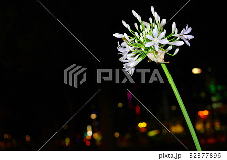 夜の白いアガパンサス 32377896
