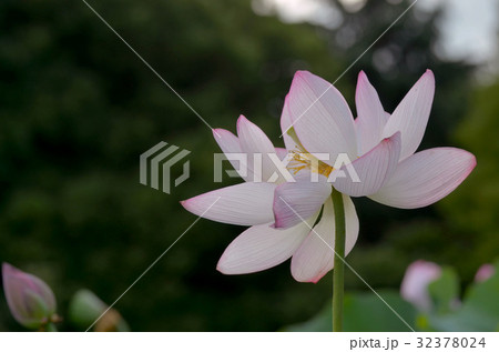 ハスの花 32378024