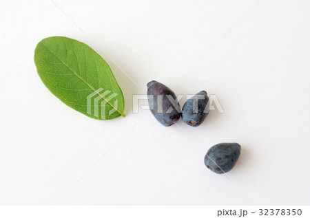 ハスカップの実 32378350