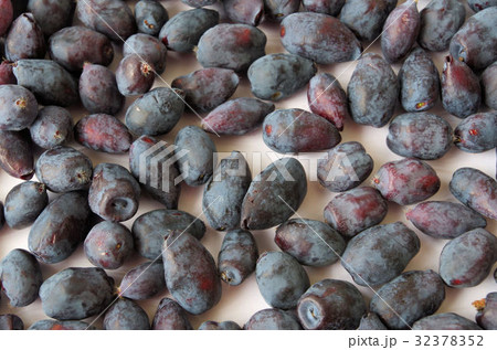 一面のハスカップ 一面のハスカップ 32378352