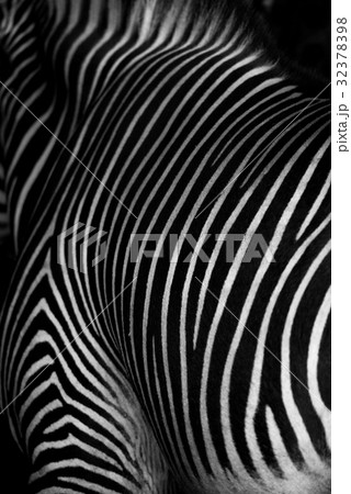 Striped patterns on back of Grevy zebra 32378398