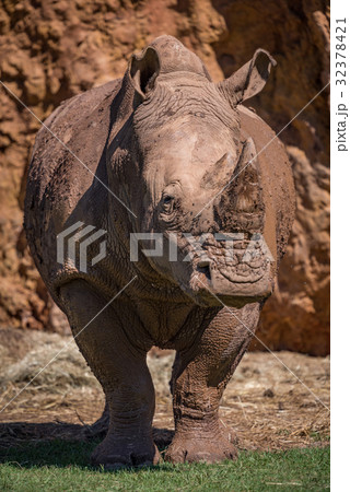 White rhinoceros standing by cliff on grass 32378421