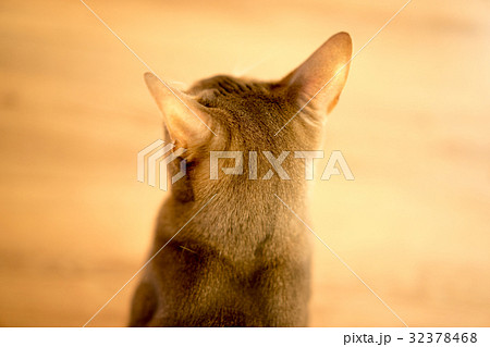 ネコ（アビシニアン）・室内・ハイアングル 32378468