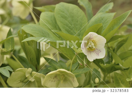 クリスマスローズ 32378583