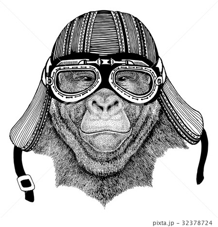 Gorilla, monkey, ape Frightful animal Wild animal Gorilla, monkey, ape Frightful animal Wild animal 32378724