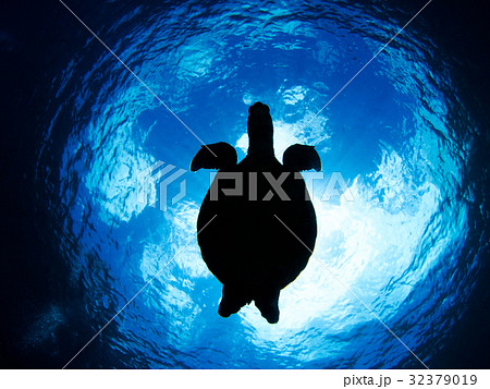 ウミガメのシルエット 32379019