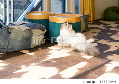 ネコ（ノルウェージャンフォレストキャット）・室内 32379044