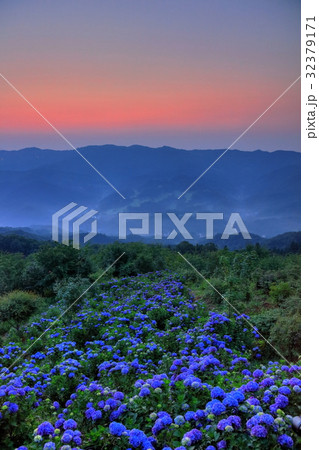 夜明けの紫陽花 32379171