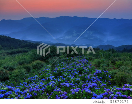 夜明けの紫陽花 夜明けの紫陽花 32379172