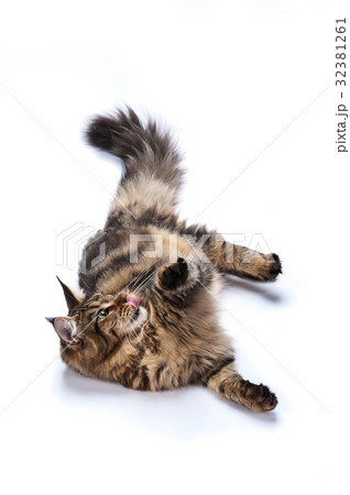 Maine coon cat, sitting and facing, on white Maine coon cat, sitting and facing, on white 32381261