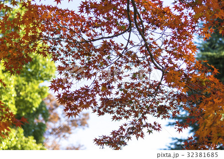 紅葉したモミジ　四季の彩　秋色 32381685