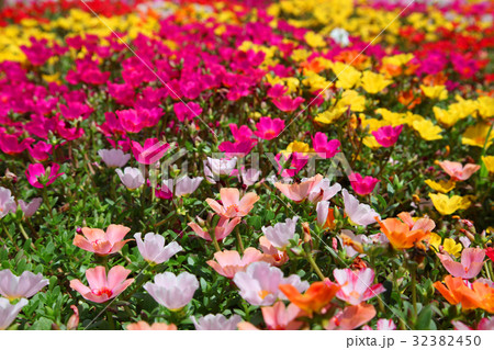 花博記念公園鶴見緑地　ポーチュラカ　Portulaca　ハナスベリヒユ 32382450