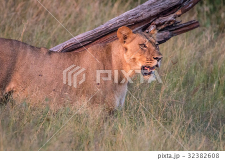 A female Lion looking around in the grass. 32382608