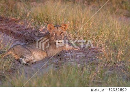 A Lion cub resting on the road. A Lion cub resting on the road. 32382609