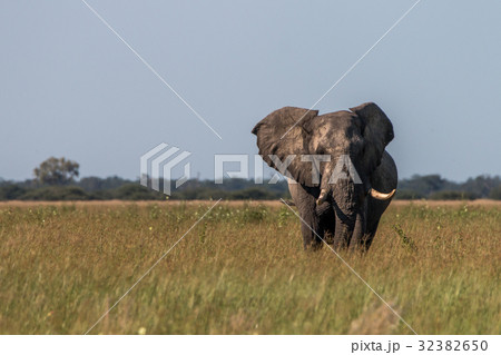 An Elephant walking towards the camera. 32382650