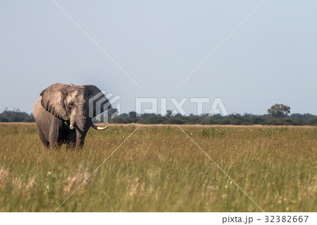 An Elephant walking in the grass. 32382667