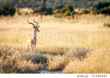 An Impala starring at the camera. 32382681
