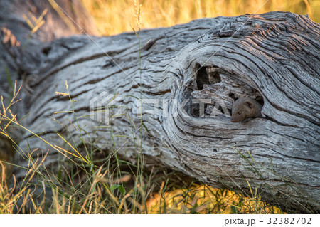 A Dwarf mongoose hiding in the tree. 32382702