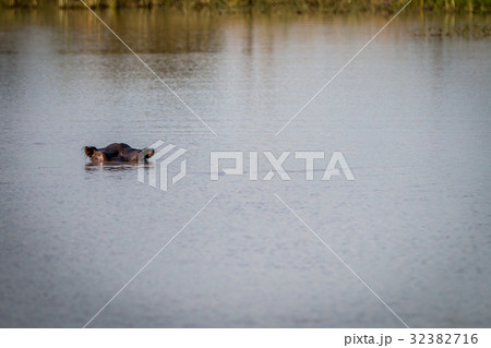 A Hippo enjoying the cold water. 32382716