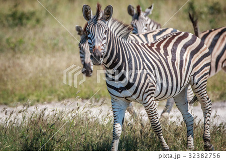 Three Zebra starring at the camera. 32382756