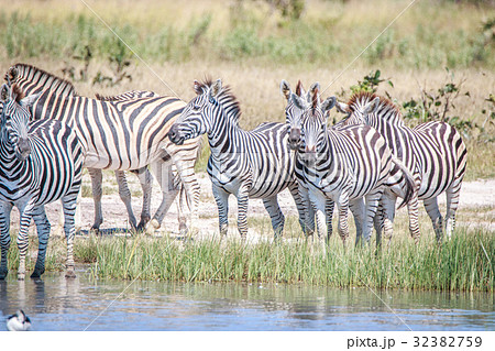 Several Zebras standing close to the water. 32382759