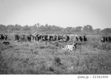 Lion and Blue wildebeest in the grass. 32382800
