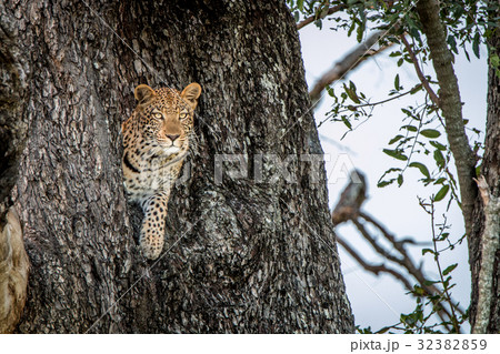 A female Leopard starring at the camera. A female Leopard starring at the camera. 32382859