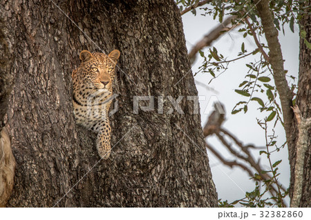 A female Leopard starring from a tree. A female Leopard starring from a tree. 32382860