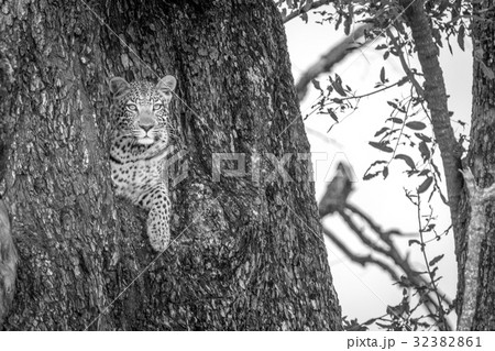 A female Leopard starring at the camera. 32382861