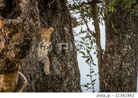 A female Leopard starring from a tree. A female Leopard starring from a tree. 32382862