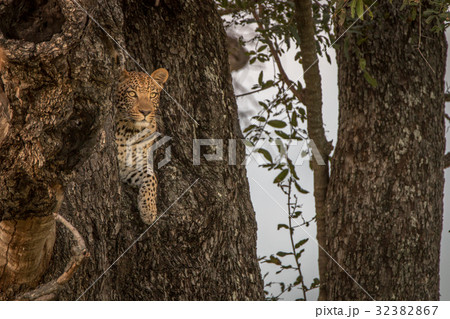 A female Leopard starring from a tree. A female Leopard starring from a tree. 32382867