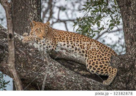 A female Leopard relaxing in a tree. 32382878
