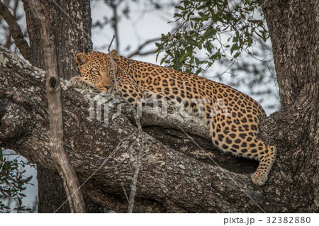 A female Leopard relaxing in a tree. A female Leopard relaxing in a tree. 32382880