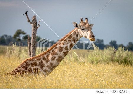 A Giraffe sitting in the grass. 32382893