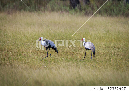 Two Wattled cranes walking in the grass. 32382907