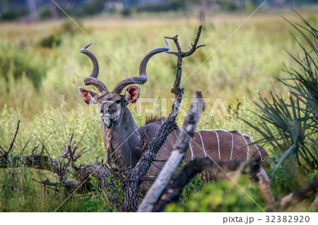 A male Kudu starring at the camera. 32382920
