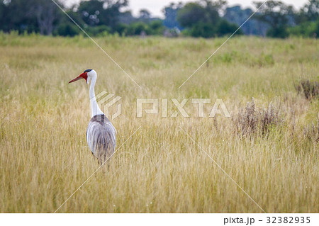 A Wattled crane walking in the grass. A Wattled crane walking in the grass. 32382935