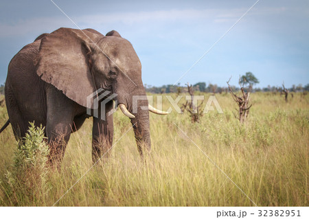 An Elephant walking in the grass. 32382951
