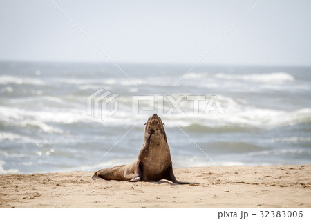 Cape fur seal starring at the camera. 32383006